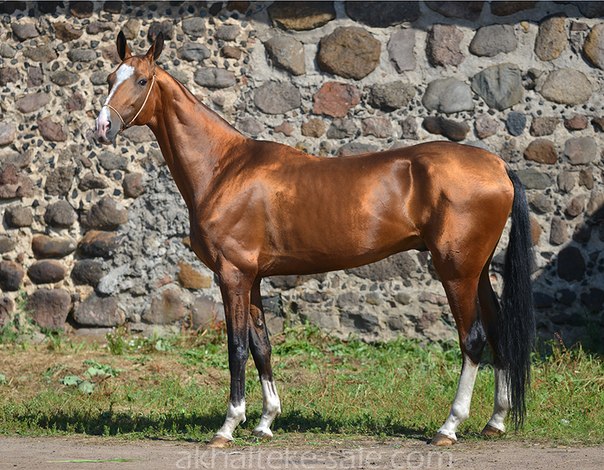 About breed Akhal-Teke horses