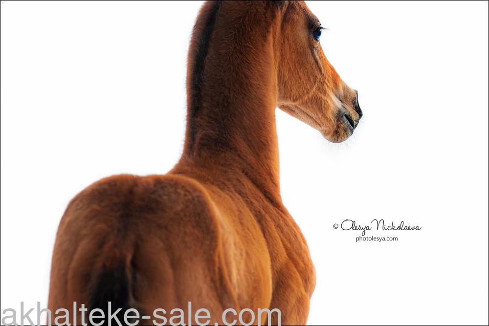Продажа лошадей