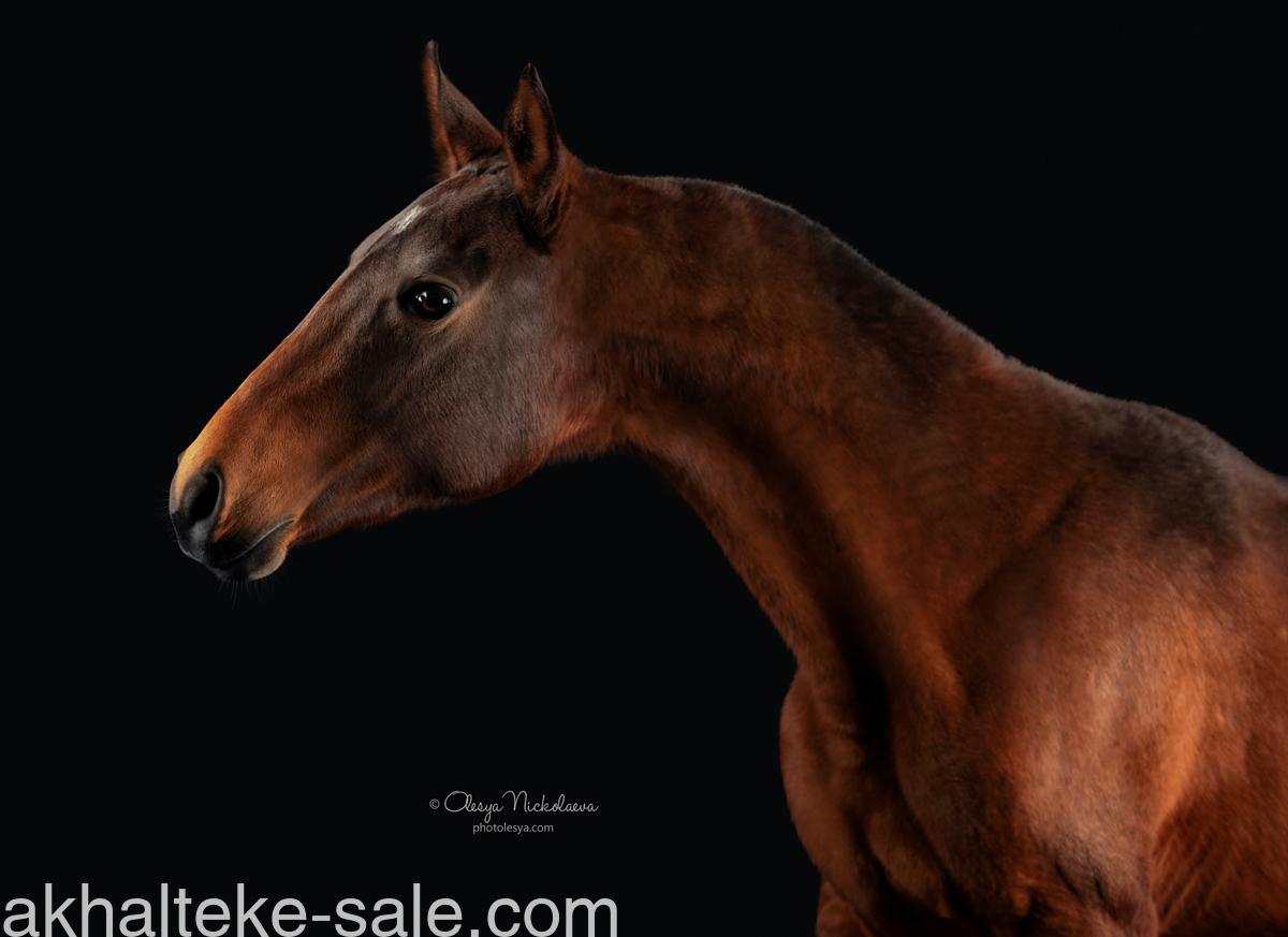 Horses for sale