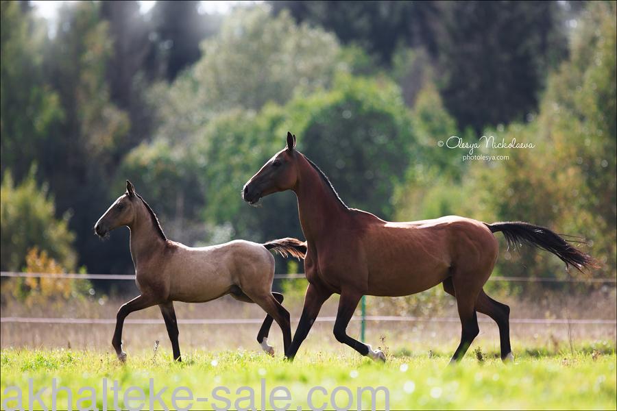 Horses for sale